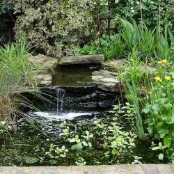 Natural pond Natural pond