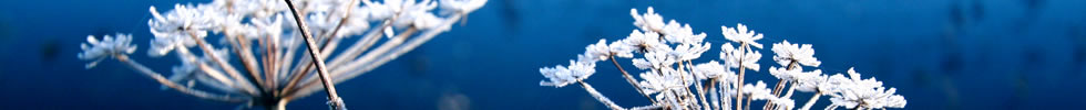 Frosty!
