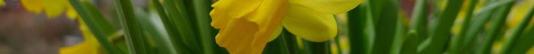 daffodils