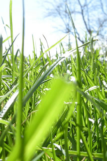 grass-sky