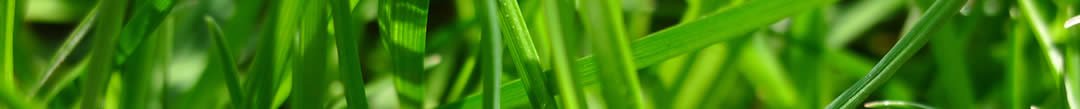 How to look after your lawn