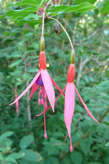 Fuchsia