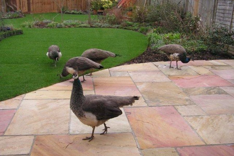 Peacocks in Finchampstead