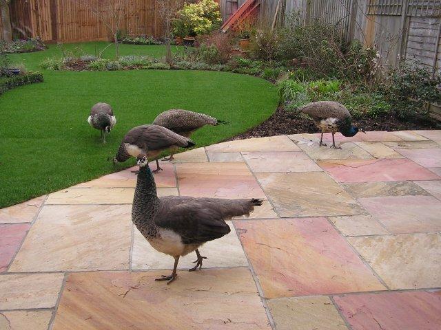 Peacocks in Finchampstead