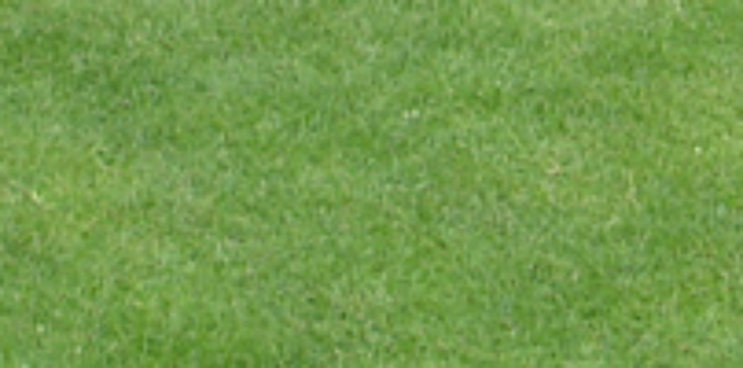 How to look after your new lawn