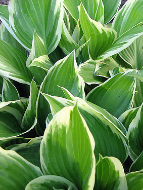 Hosta