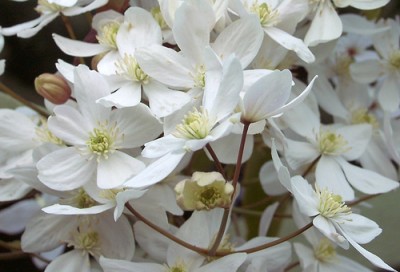 Clematis armandii