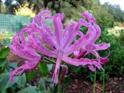 Nerine