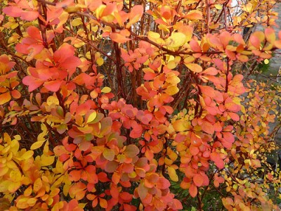 Top Plants for Autumn Colour - ALDA Landscapes