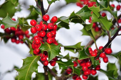Holly