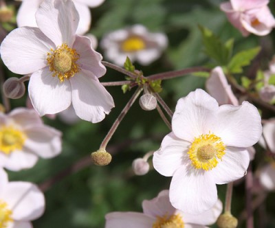 Japanese Anemones