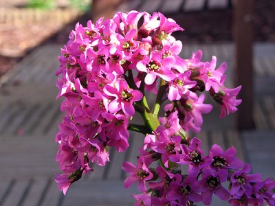 Bergenia