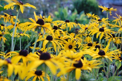 Rudbekia