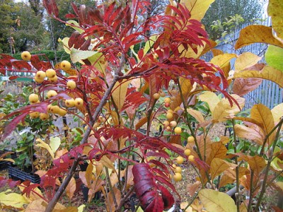 Sorbus 'Joseph Rock'