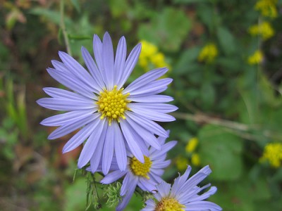 Aster