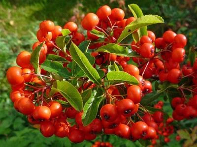 Pyracantha
