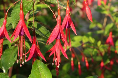 Fuschia