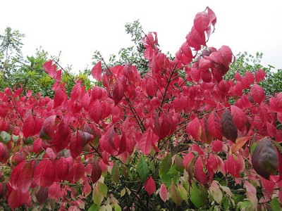 Euonymus