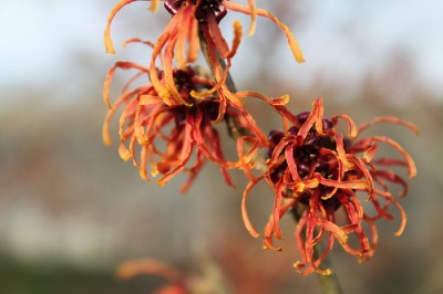 Hamamelis