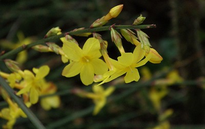 Winter Jasmine