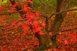 Acer