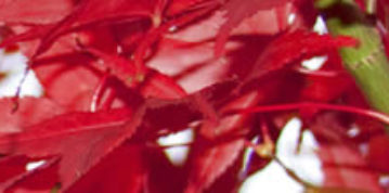 Top Plants for Autumn Colour