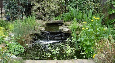 Natural pond