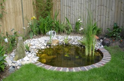 Small garden pond