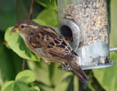 Sparrow on feeder