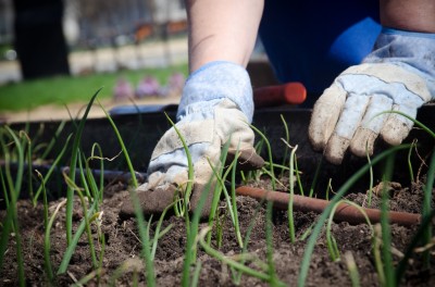 gardening