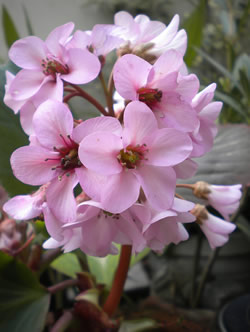 Bergenia