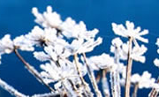 Jobs for the garden in January & February