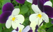 Jobs for the garden in November & December