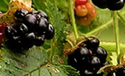 Jobs for the garden in September & October