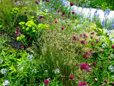 Cirsium rivulare ‘Atropurpureum’