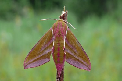 Elephant Hawk Moth