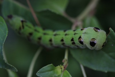 Elephant Hawk Moth caterpillar