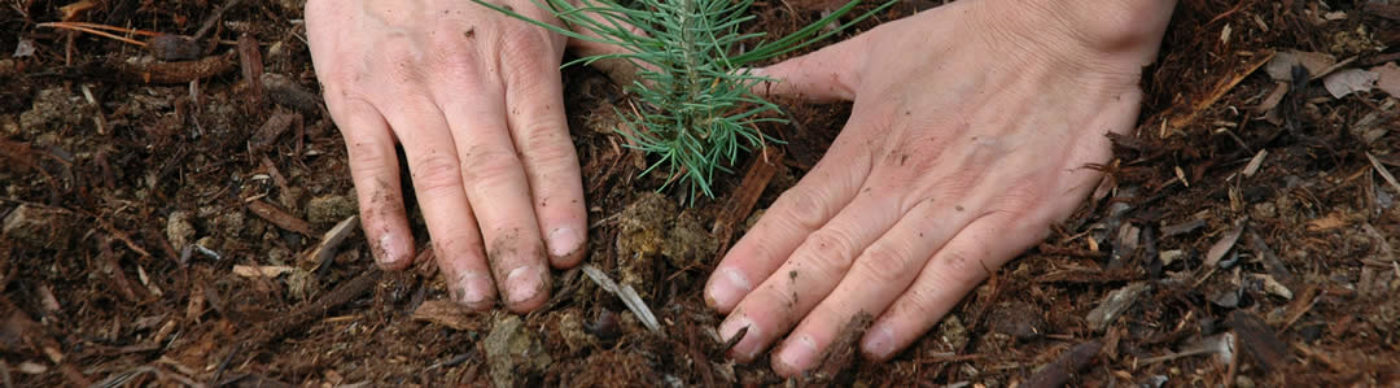 Is It Safe To Plant In The Winter Months ALDA Landscapes is-it-safe-to-plant-in-the-winter-months-alda-landscapes