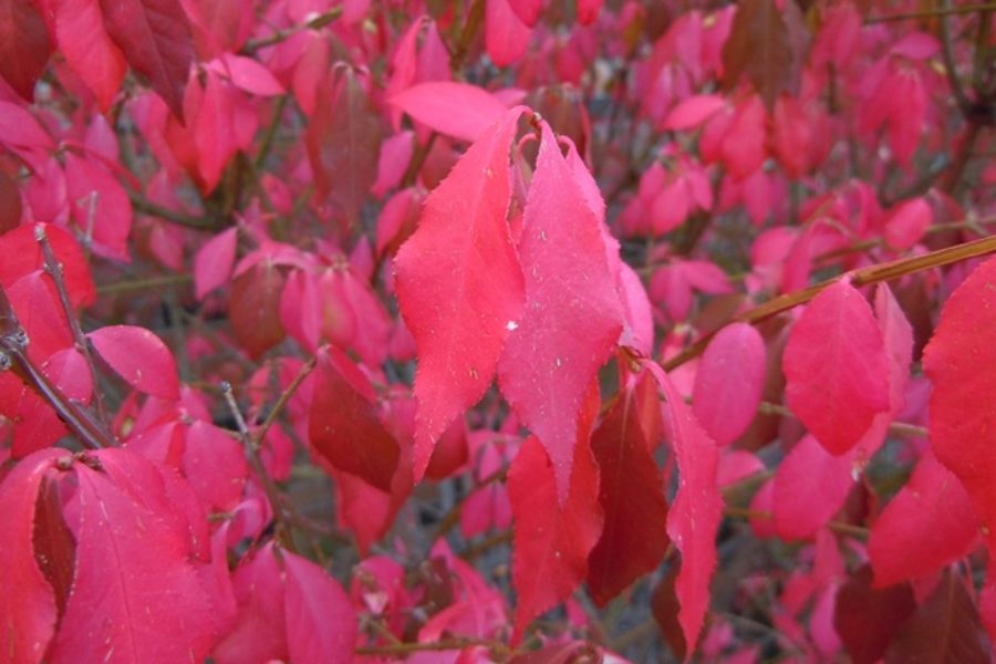 Euonymus alatus Autumn foliage