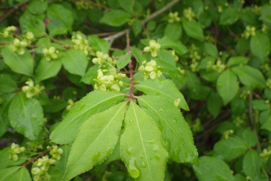 Euonymus alatus - flowers in May/June