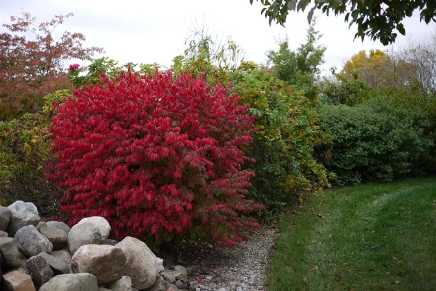 Euonymus alatus in Autumn - the 'fire bush'