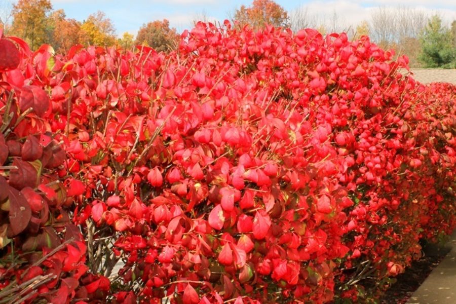 Euonymus alatus in Autumn - the 'fire bush'