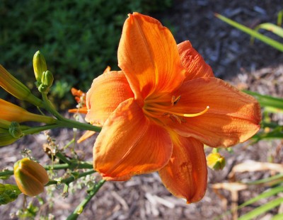 Hemerocallis