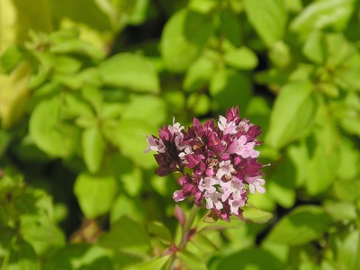 Oregano (Origanum vulgare)