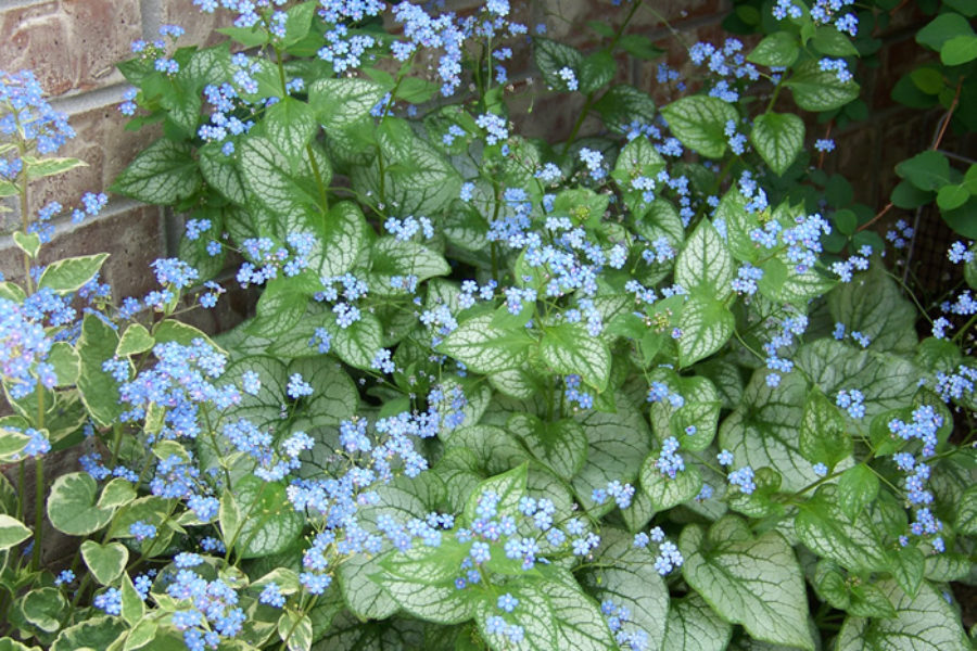 Brunnera macrophylla ‘Jack Frost’ - Spring flowers