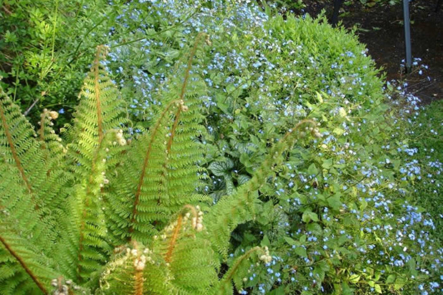Brunnera macrophylla ‘Jack Frost’ - Spring flowers