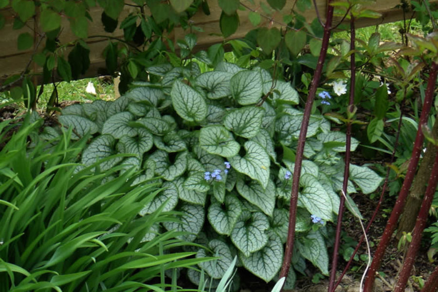 Brunnera macrophylla ‘Jack Frost’ - Summer foliage