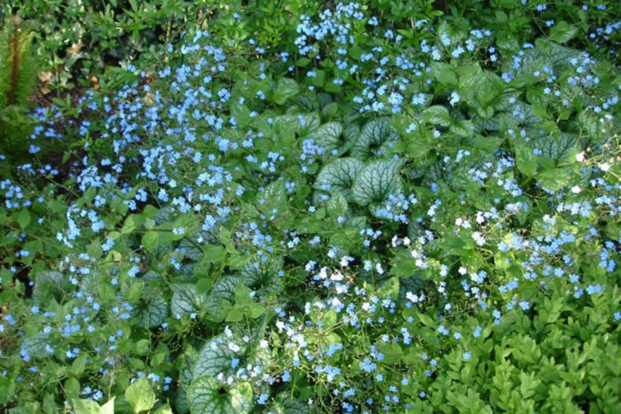 Brunnera macrophylla ‘Jack Frost’ - Spring flowers