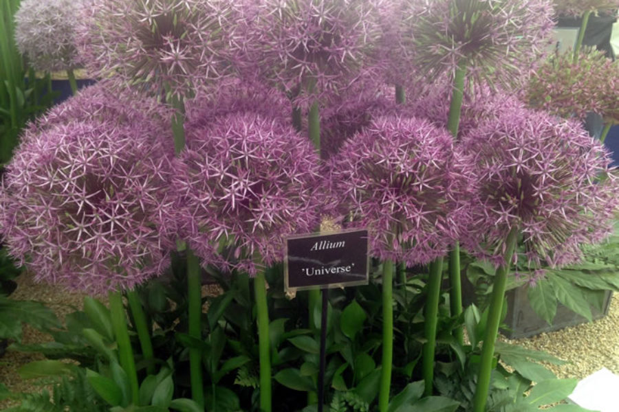 Alliums standing to attention in the Great Pavilion