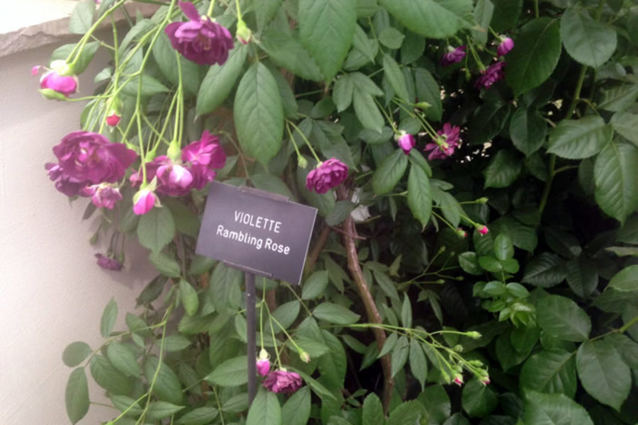 Another of my favourites - a small purple climbing rose